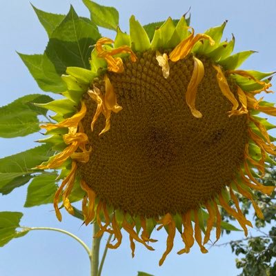 JlovejoyLovejoy's profile picture. interested in artsy things and dogs, cats, chickens, bunnies, travel and gardening