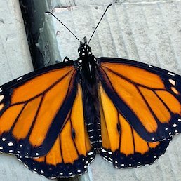 Procurement professional supporting the world class science @BerkeleyLab / Big fan and conservator of Monarch Butterflies