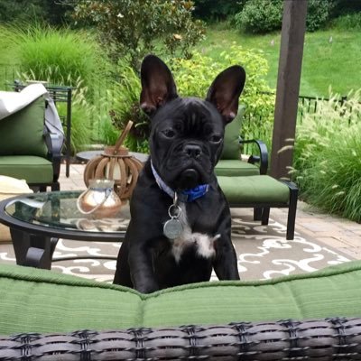 Conservative critical thinker. Question everything. Frenchton lover.