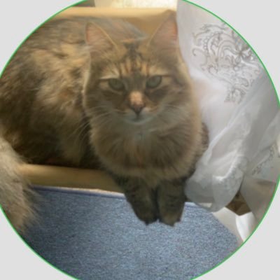 S1mAng3l's profile picture. deez nuts