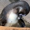 TOMIR5560_'s profile picture. 院卒データサイエンティスト!転職して大手事業会社のDS、前職はAIベンチャーでDS、E資格、G検定、DS検定、統計検定2級取得済み マナビDX参加、DX社会実装project01コンペ優勝🥇、kaggle🥈1、記事書きしてます