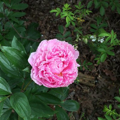 HEyes1904's profile picture. Artist & sees things from the Middle. Friend of ETs, animals, & likes a few humans. ☘️ Has a few PhDs from the School of Hard Knocks. No random DM's for money