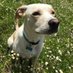 Patterdale mom (@patterpupmom) Twitter profile photo Patterdale mom (@patterpupmom) Twitter profile photo