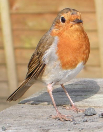 susieb11's profile picture. 