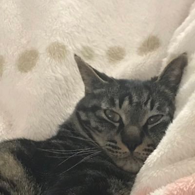 だいずさんのプロフィール画像