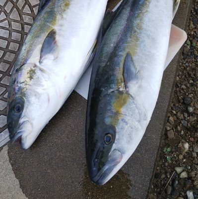 9歳で沖磯デビュー。途中10年のブランクを経てショアメインのルアー全般とフカセ釣りを主に房総で楽しんでます。特に竿2号ハリス4号クラスでのウキフカセヒラマサが好き。ヒラマサ79cm4.8kg 尾長62cm3.2kg長崎出身千葉在住
#房総ライフ