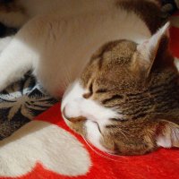 #愛love🐈️大好き👋😄✌️🎀🎀🧸 (@mihoendo2) 's Twitter Profile