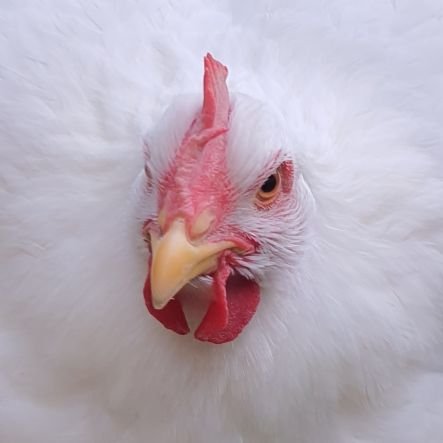 This brain-damaged chicken has heard enough squawking! The ONLY cure for a 🖤 is a 💛 Knowledge is power, to arms! INFP-T Turbulent Moderator & Diplomat.