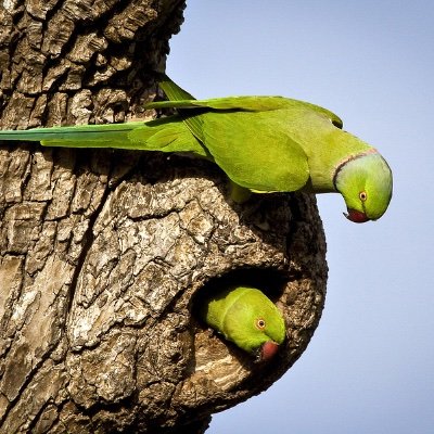 Green Parrots, Crypto