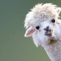 A British diagnostic consultant radiologist from Hong Kong who loves alpaca and participates in sustainable agriculture