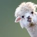 Victor Alpaca (@drvictorchu) Twitter profile photo