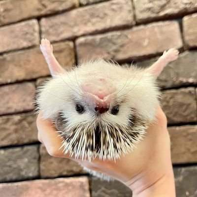 Follow if you love chubby , soft belly hogs!🦔😍