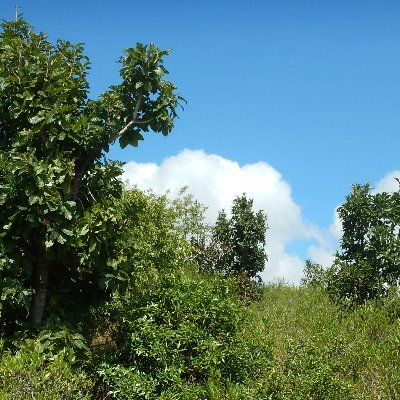 Ecological Restoration Non-profit