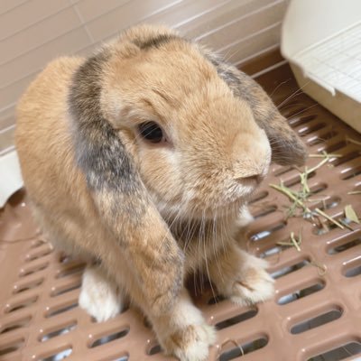 元→洋野町(沿岸)出身🏖🐠現→内陸住み🏠3人家族+うさぎさん2匹と暮らしてます💓💕久々に地元の道を走りたい欲- ̗̀ ̖́-大型トレーラー運転手の嫁👰🏻♀️