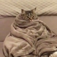 🐈🫧 (@imwrlka) 's Twitter Profile Photo 🐈🫧 (@imwrlka) 's Twitter Profile Photo