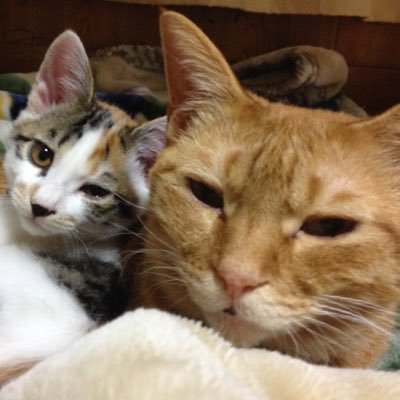 syC64QTqJRhtcJN's profile picture. 元医療従事者で現在フリー/救急医療/心肺蘇生/小児科/こどもケア/ ネコ好き/馬好き/ 活字中毒/そのうち医療従事者にもどりたいかも/もどるかわからないけど勉強しておきます/ 今更ながらTwitterはじめます