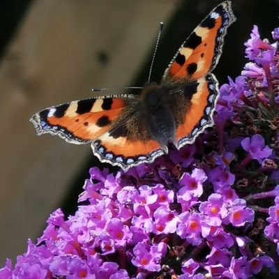 JPD_52's profile picture. Gardening, Wildlife & Books, Books, Books.