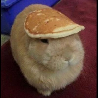 INFP - Woof Maxing - IA, Data - CSTE, NPA - Supplément Harissa - Child of God ✝️ - 2x grand champion de l’ENSISA - pire Zelda EUW SSBU