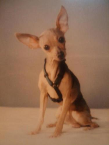 Luckyfanpage's profile picture. Official SpokesDog for @Noeldesigns Hair Studio & Photography (361)425-2728. PtTime political & consumer watchdog. Power to the people & little dogs.