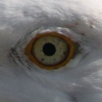 GullsEye(@GullsEyeProject) 's Twitter Profile Photo