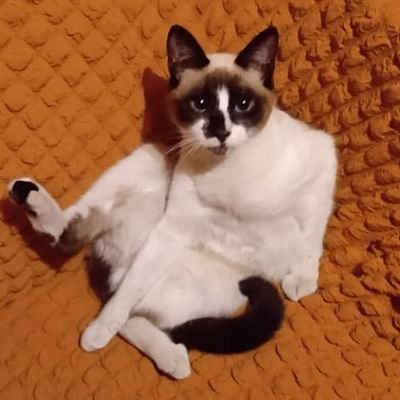 JustCallmeMima1's profile picture. Just here, starting something new,

Furry artist 🐺,


18🚫