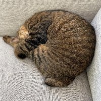 Nemo (@kuronekococochi) 's Twitter Profile