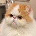Tingjun Lin (@tjlin2000) Twitter profile photo Tingjun Lin (@tjlin2000) Twitter profile photo