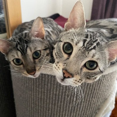 GeorginaTweed's profile picture. Me