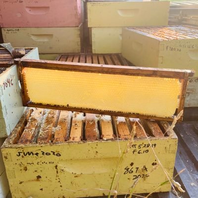 raw single source artisanal honey 🍯🐝 500 beehives 18 locations 50 miles #amesfarm