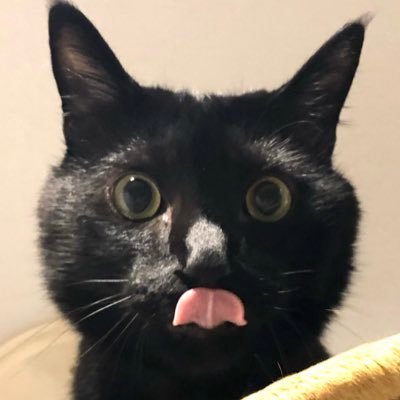 黒猫おはぎさんのプロフィール画像