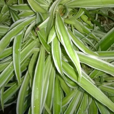 varma87701743's profile picture. 