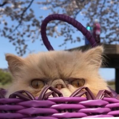 exoticshorthairノンタンとの思い出を投稿します。主の好きなものとノンタンのコラボ動画多め。楽しいtweetだけしていきたい。時々sukima loveが溢れます。➕安全地帯