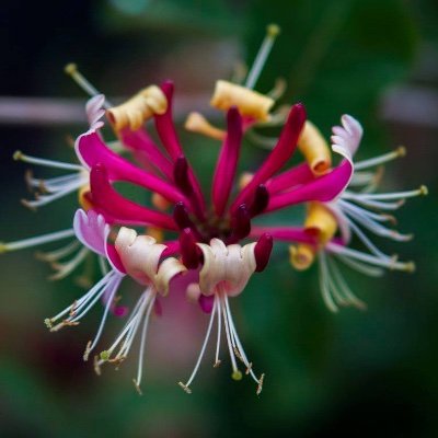 Shadehasantlers's profile picture. A shadow.