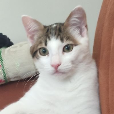 bamerba's profile picture. Ben insanı barbunyaya benzetirim.