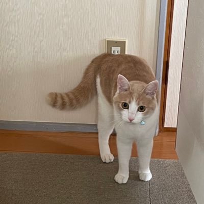 菅生神威 على تويتر なんか朝からご機嫌斜め ママが働きに出たのが気に食わないな 保護ネコ 機嫌悪いネコ サビネコ Youtubeチャンネル開設しました T Co Qssggfarmf Sub Confirmation 1 こちらも何卒宜しくお願いします T Co Uw9zsraw2z 菅生神威 على تويتر なんか朝からご機嫌斜め ママが働きに出たのが気に食わないな 保護ネコ 機嫌悪いネコ サビネコ Youtubeチャンネル開設しました T Co Qssggfarmf Sub Confirmation 1 こちらも何卒宜しくお願いします T Co Uw9zsraw2z