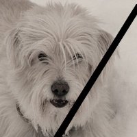 AußerirdischerHund GVO 🇨🇿🇩🇪🇮🇹🇬🇧+🇺🇦(@Vlad24970662) 's Twitter Profile Photo