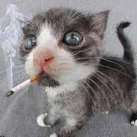 Laur (@didu_89) 's Twitter Profile