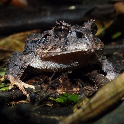 Me gustan las montañas, las ranas y el fútbol.

https://t.co/kle2xmWYZG