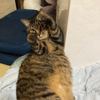 hirahira_GRSM's profile picture. ゲーム垢。ﾓﾝｽﾄ/ｸﾞﾗｻﾏ/ｸﾗﾌｨ/第五人格/ APEX/最近はあるライバーさんにどハマり中