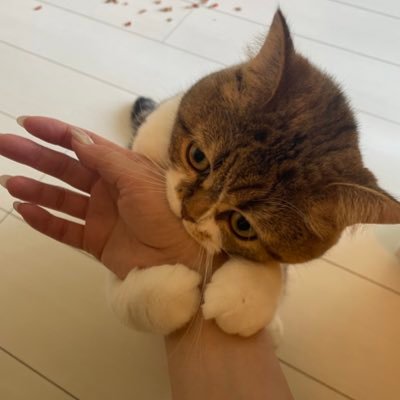 Mozu2020122's profile picture. もずく🐈ミヌエットの女の子🐈 2020年1月22日生まれ✨いーにゃーにゃー🐈の日です。 うちの子記念日2020年3月22日 🐈新入りのおこげ♂2021年8月11日生まれのエキゾチックショートヘアです🐈うちの子記念日2021年10月18日✨よろしくお願いします✨