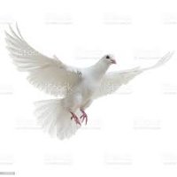 michael (@mimuawakening) 's Twitter Profile