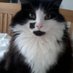Fionnuala Sharvin (@kittydogwit) Twitter profile photo Fionnuala Sharvin (@kittydogwit) Twitter profile photo
