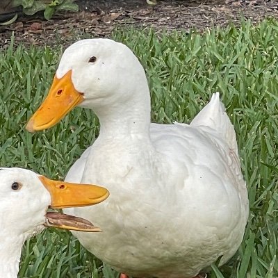 DucksnSpace Profile Picture