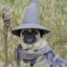 Great sage of the pug empire