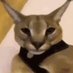 hecker (@heckerowo) Twitter profile photo hecker (@heckerowo) Twitter profile photo