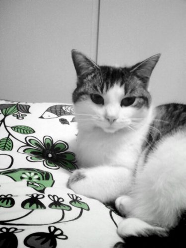 Social worker passionate about working with older people.Also loves craft and cats.