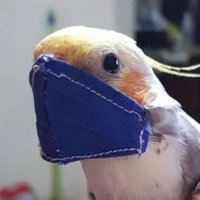 Jae (@a_gneiss_birb) 's Twitter Profile Photo Jae (@a_gneiss_birb) 's Twitter Profile Photo