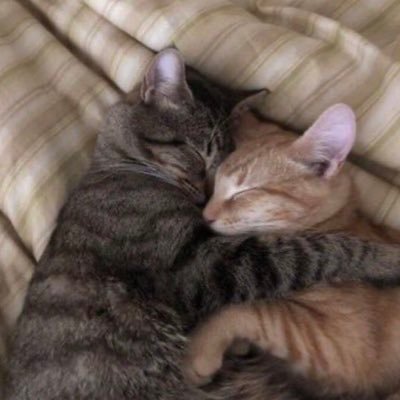 lapiskatt's profile picture. 