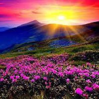 Meadows11I's profile picture. 