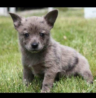 wolftr8's profile picture. 